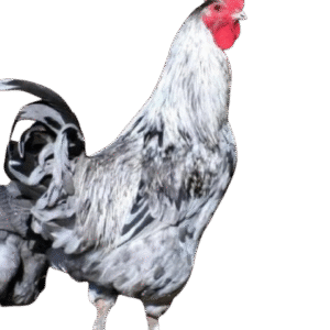 Splash Copper Marans