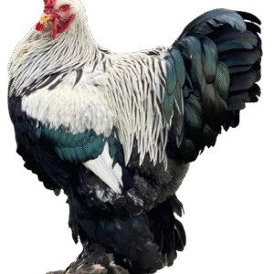 Dark Brahma
