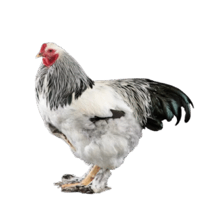 Light Brahma