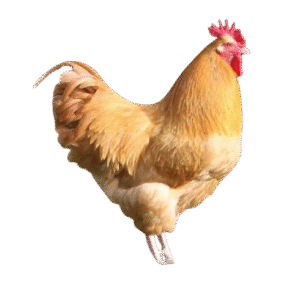 Buff Orphington