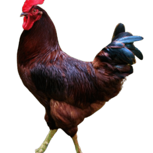 Rhode Island Red