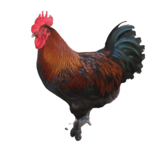 Black Copper Marans