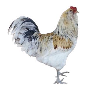 Easter egger
