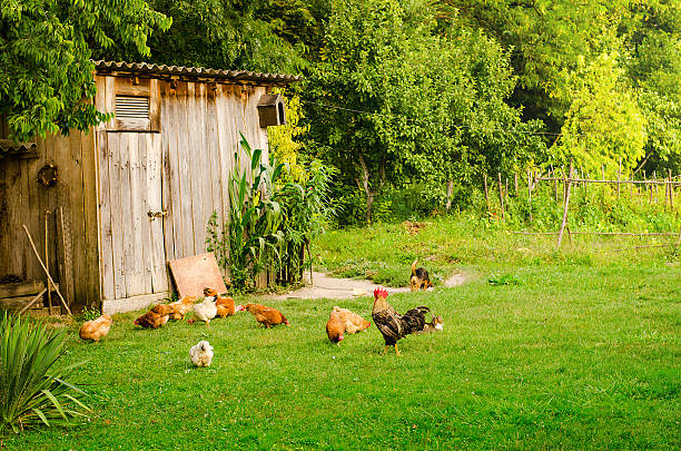 Domestic animals in beautiful green farmyard. Poultry, cat and dog eating together by the wooden shed on green lawn. Horizontal image
