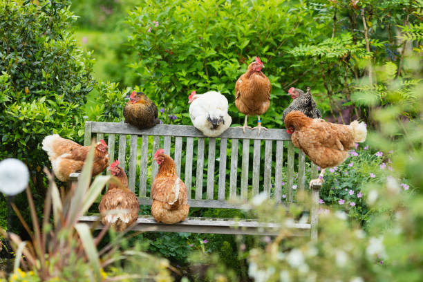 A group of free range hens lazing about on a bench in the garden in Summer.