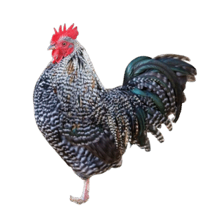 Barred rocks