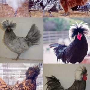 Polish chicken