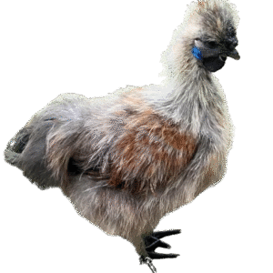 Silkie