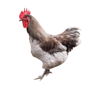 Blue Copper Marans